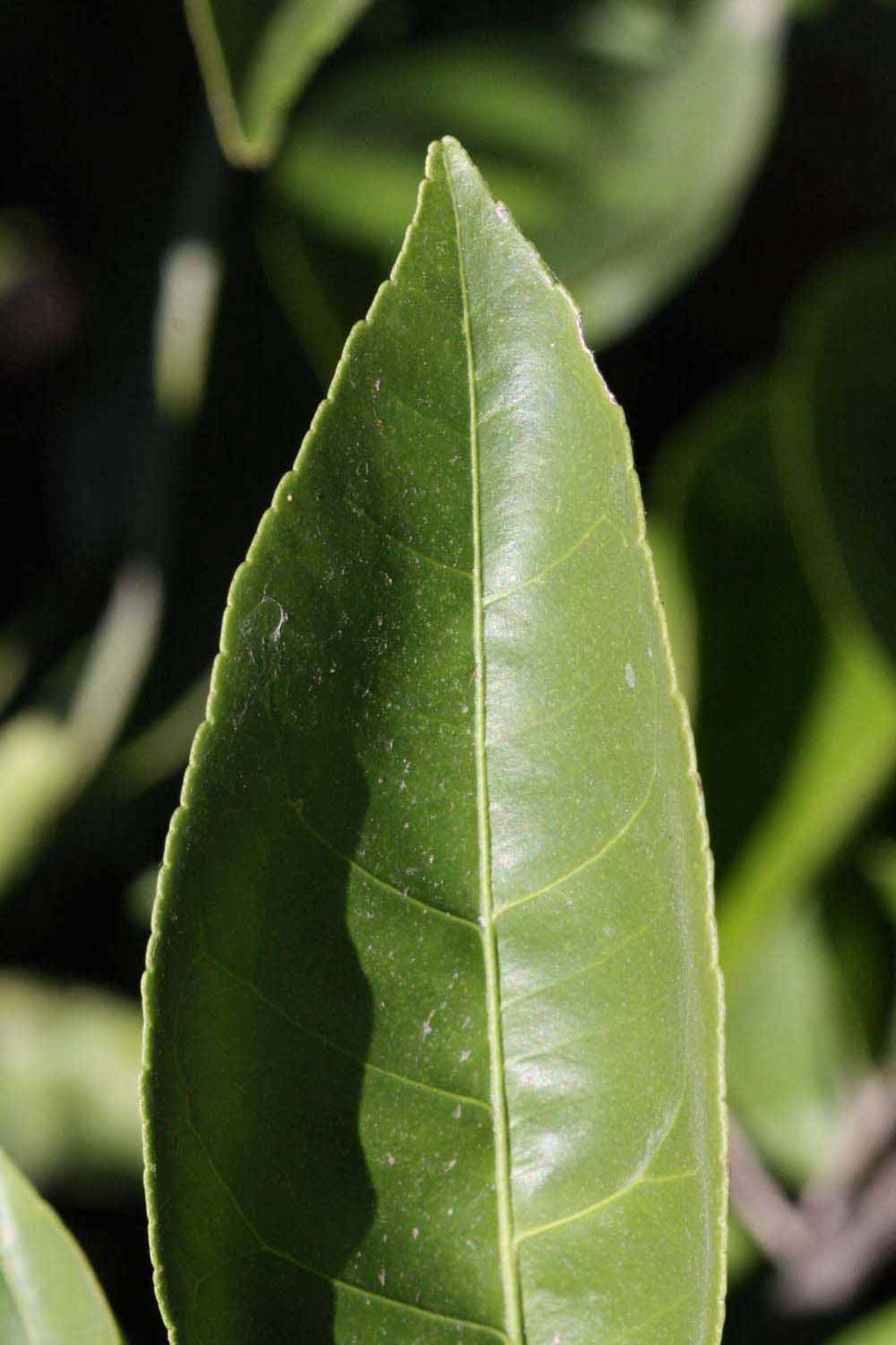              Margin (Riverside, CA)       